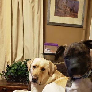 Meet your Posher, Steven